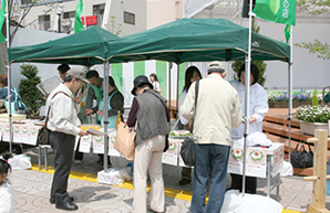 midori1